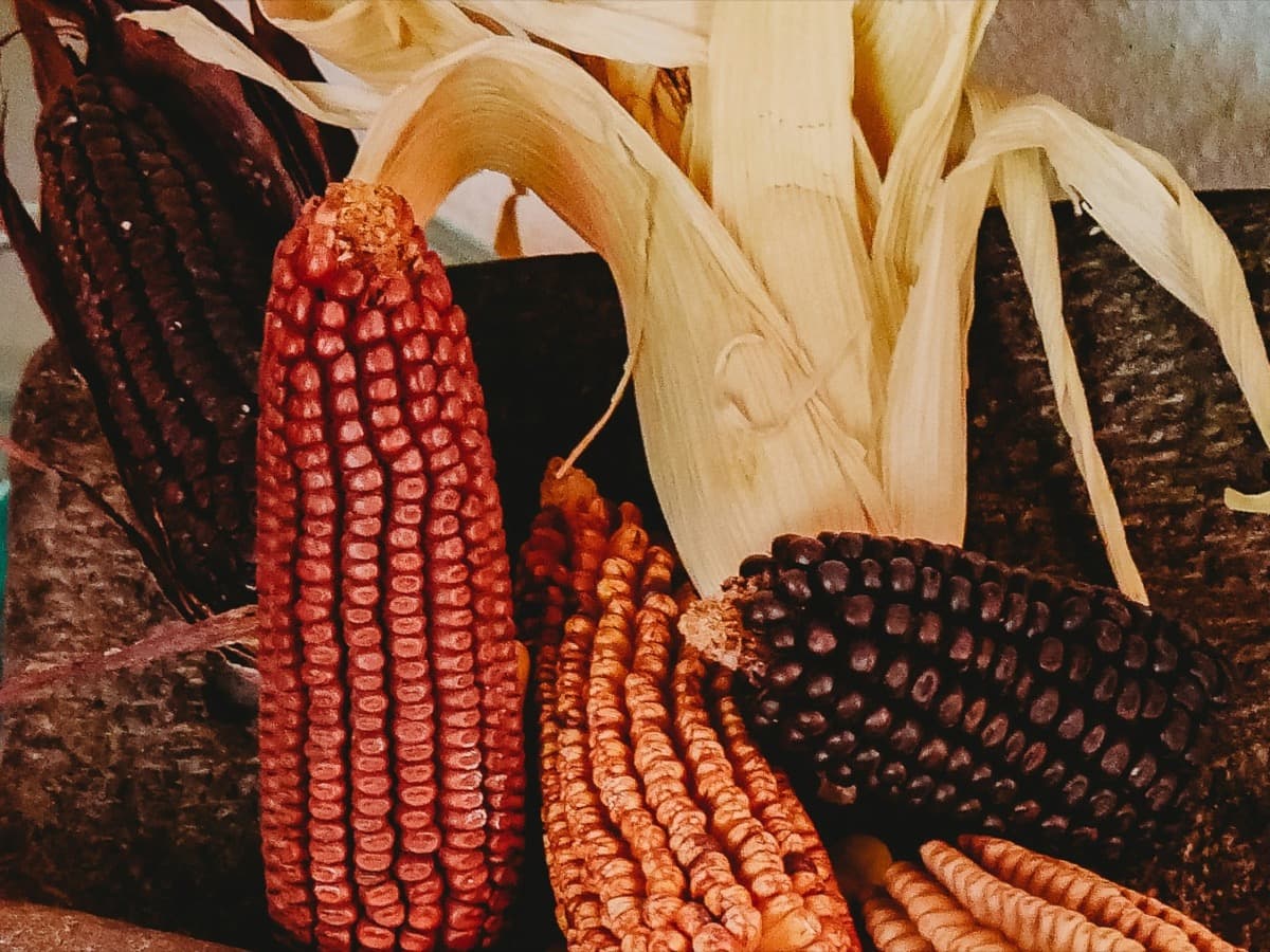 Maíz criollo y frijoles sobre metate tradicional