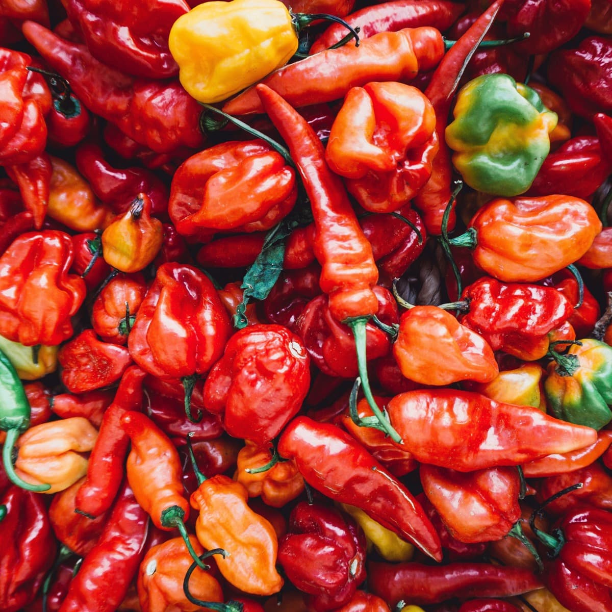 Chiles frescos de colores variados